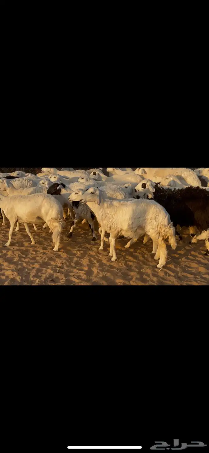 ضان اباكير رخال دفع 6