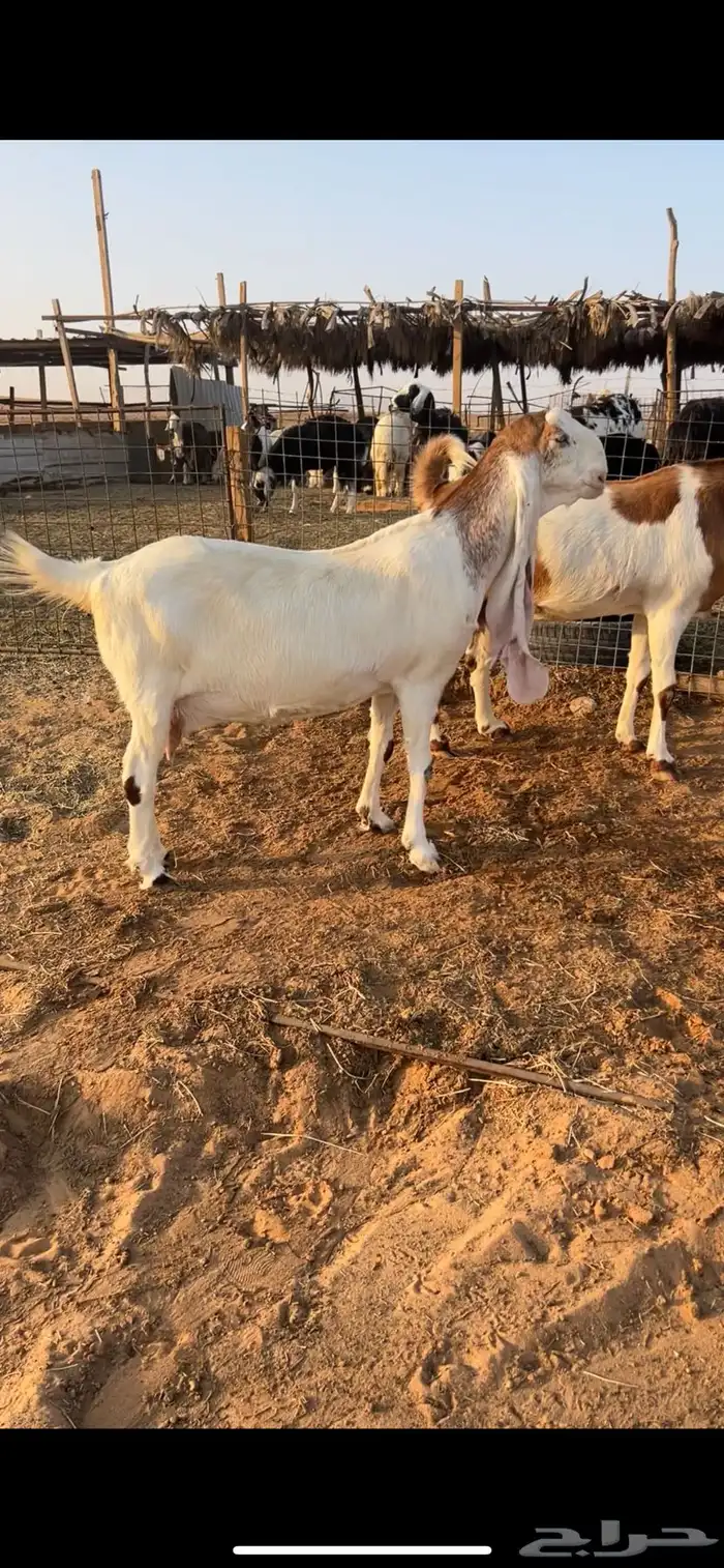 معزا هولندي خصم 1