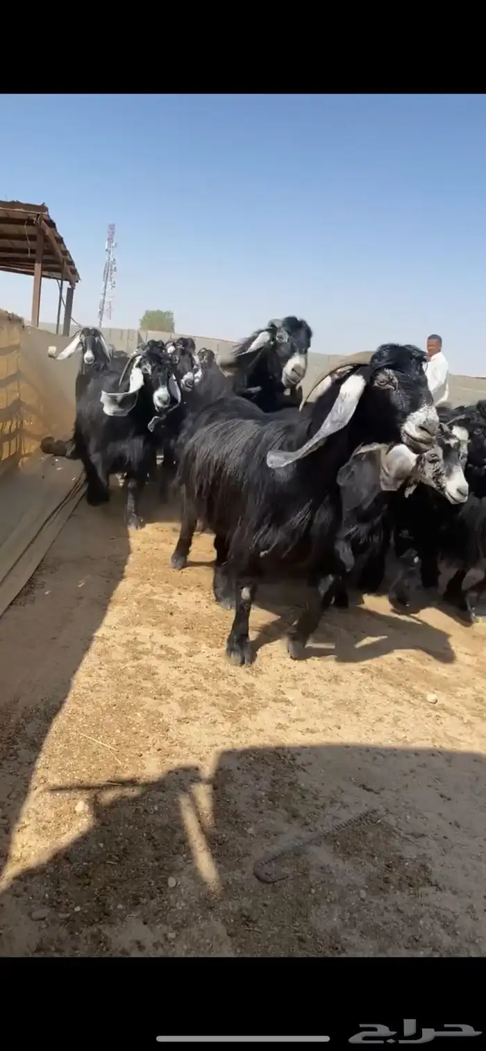 معزا عوارض 6