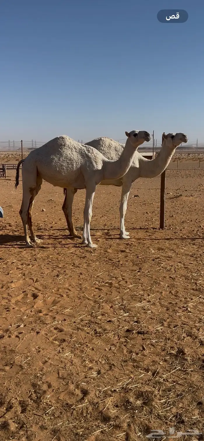 بكار 1