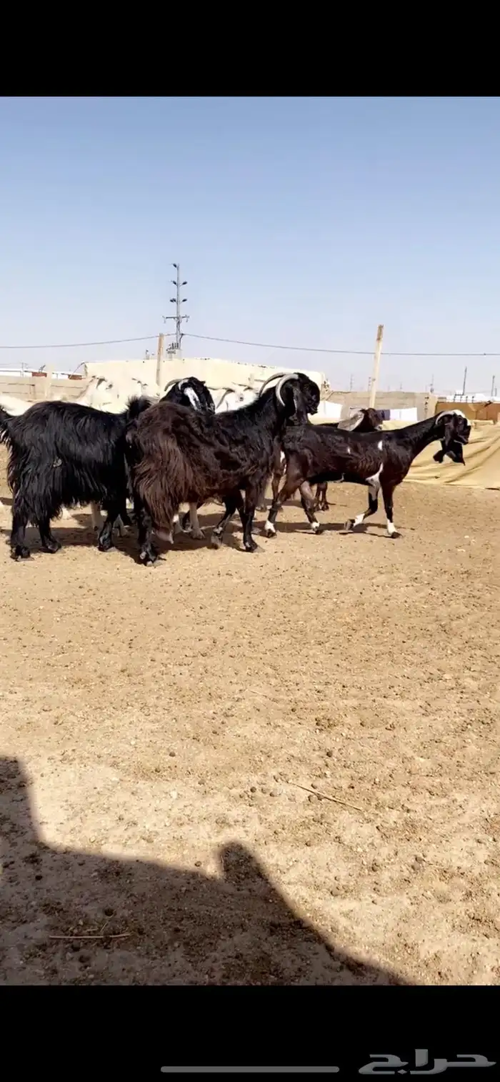 معزا مشاريك 7