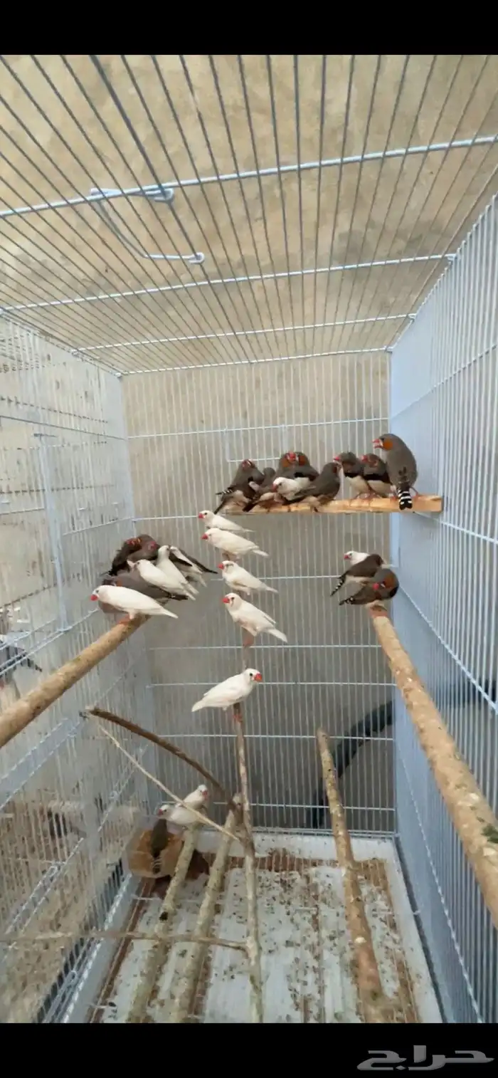 ماشاءالله أجواز زيبرا الحجم العادي منتجين 4