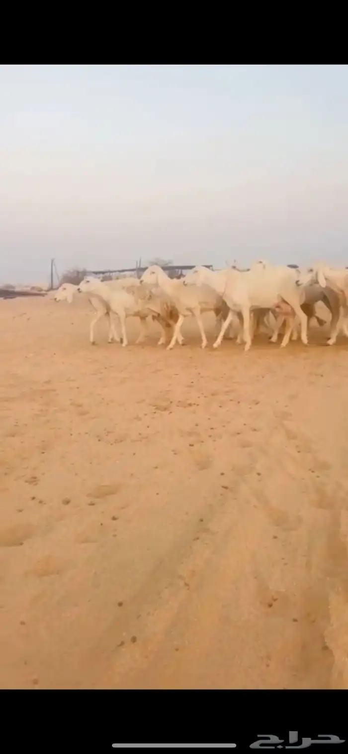 غنم مراح حريات 0