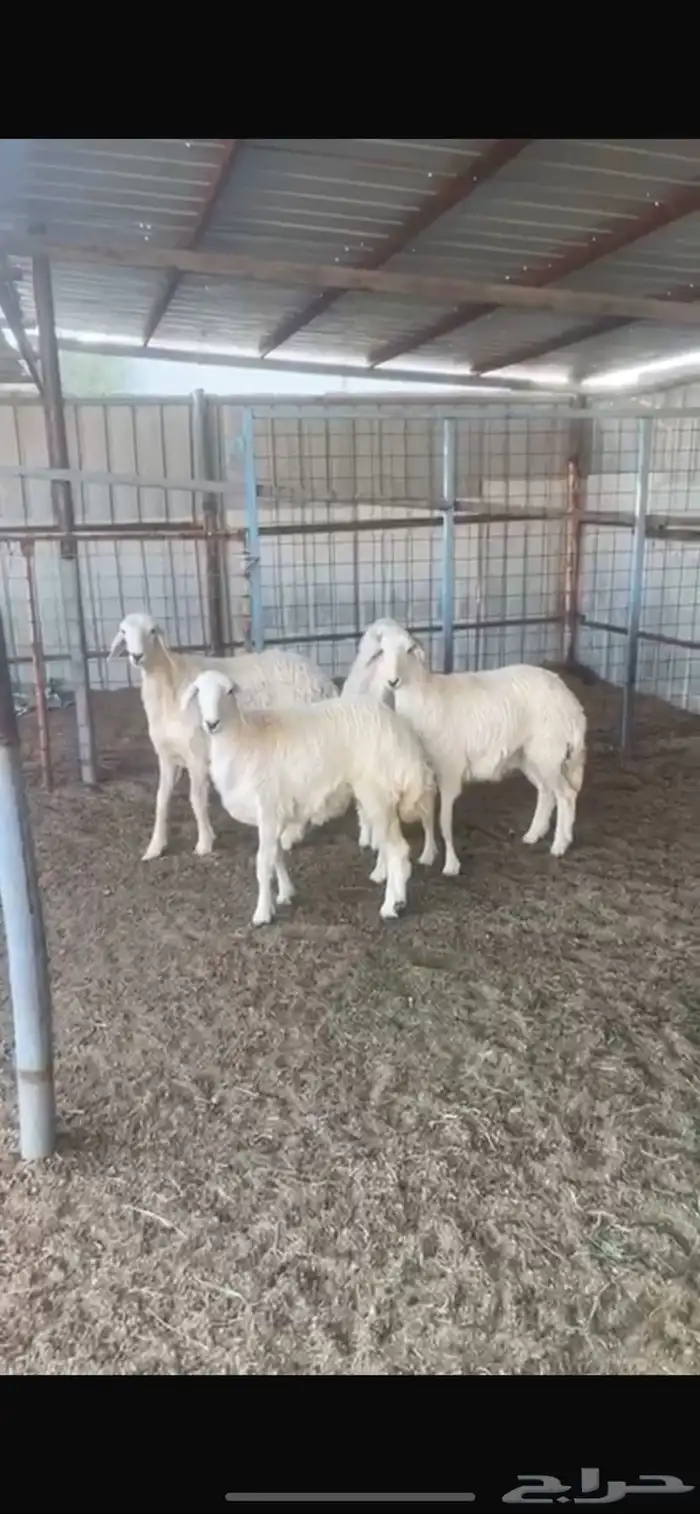 رخال البيع تفريد وجمله 0