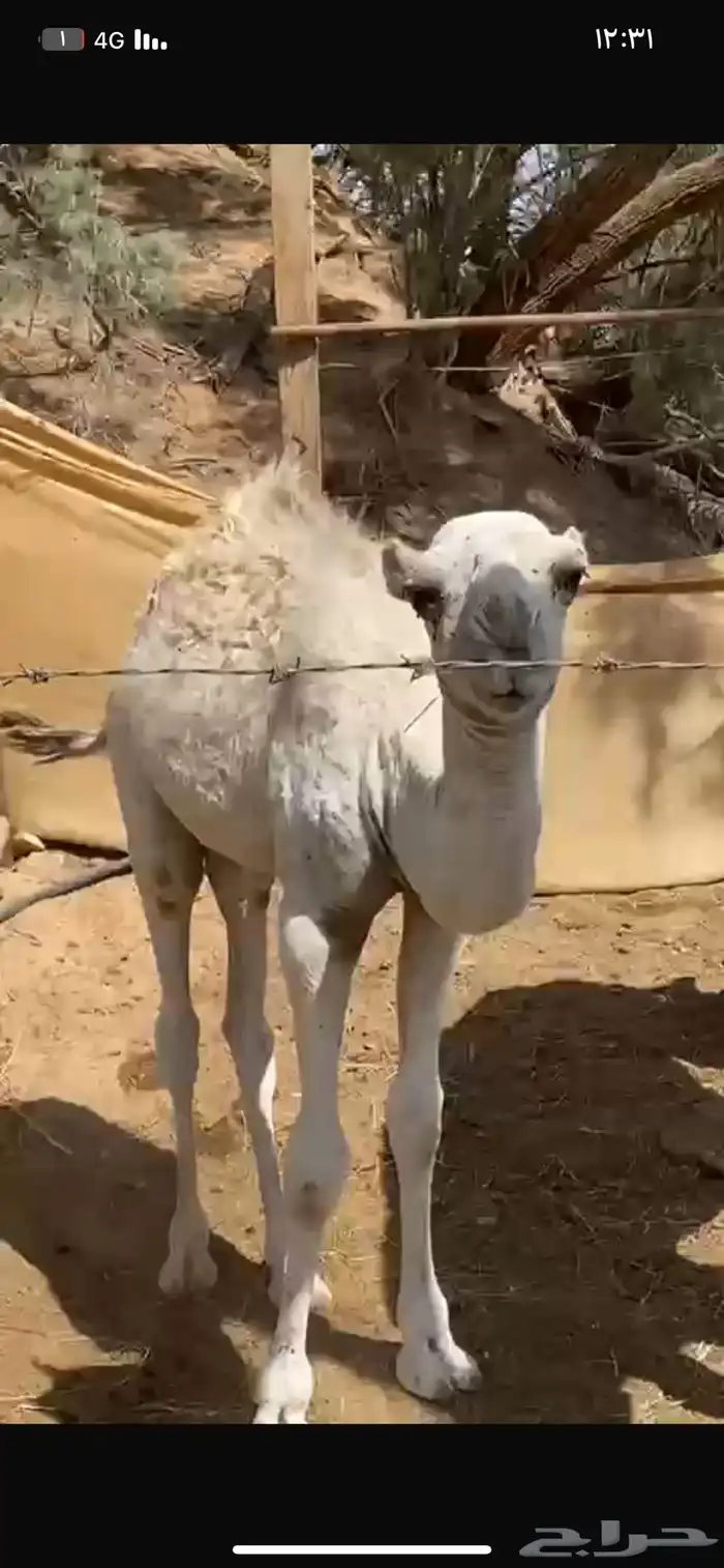 خلفه واحتمال انه القحه 3