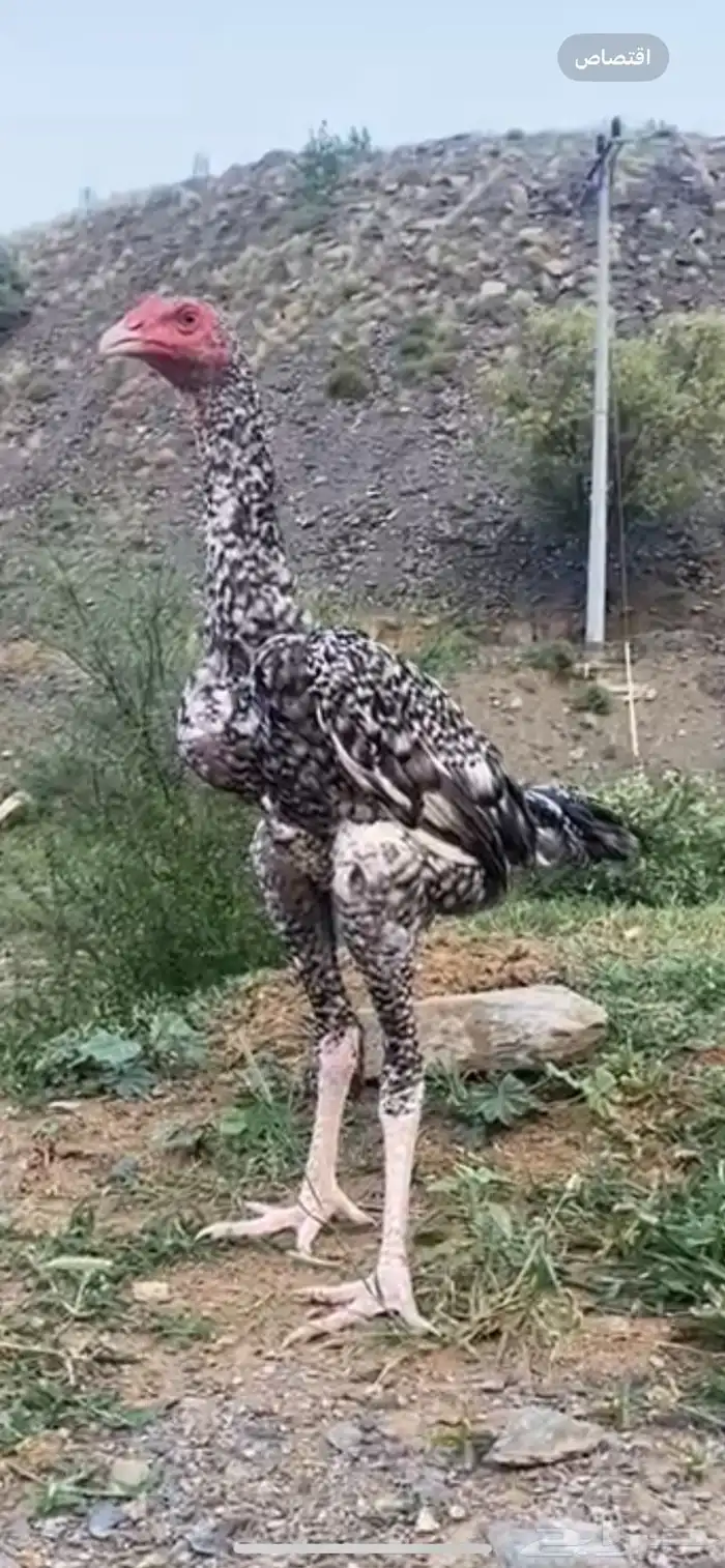 فروخ سنود ( تم البيع ) 1