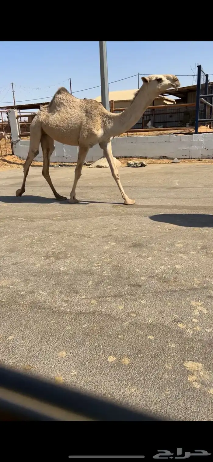 بكره حقه كفؤ مشروطه 1