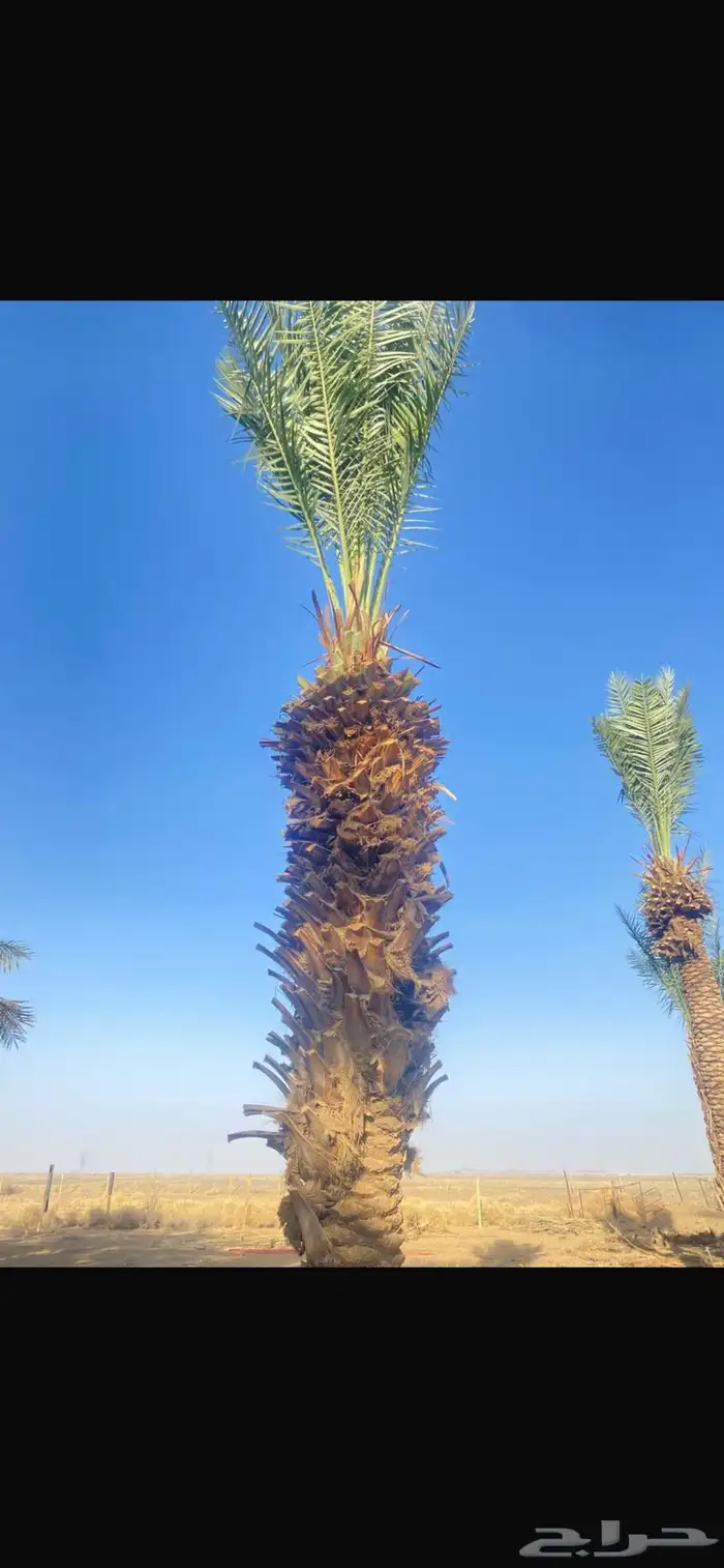 نخل 1