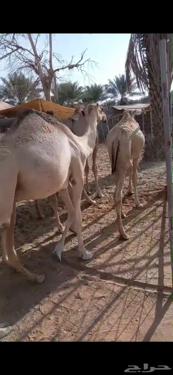 ي مرحب بااهل الزين قعدان جمله وتفريد 2