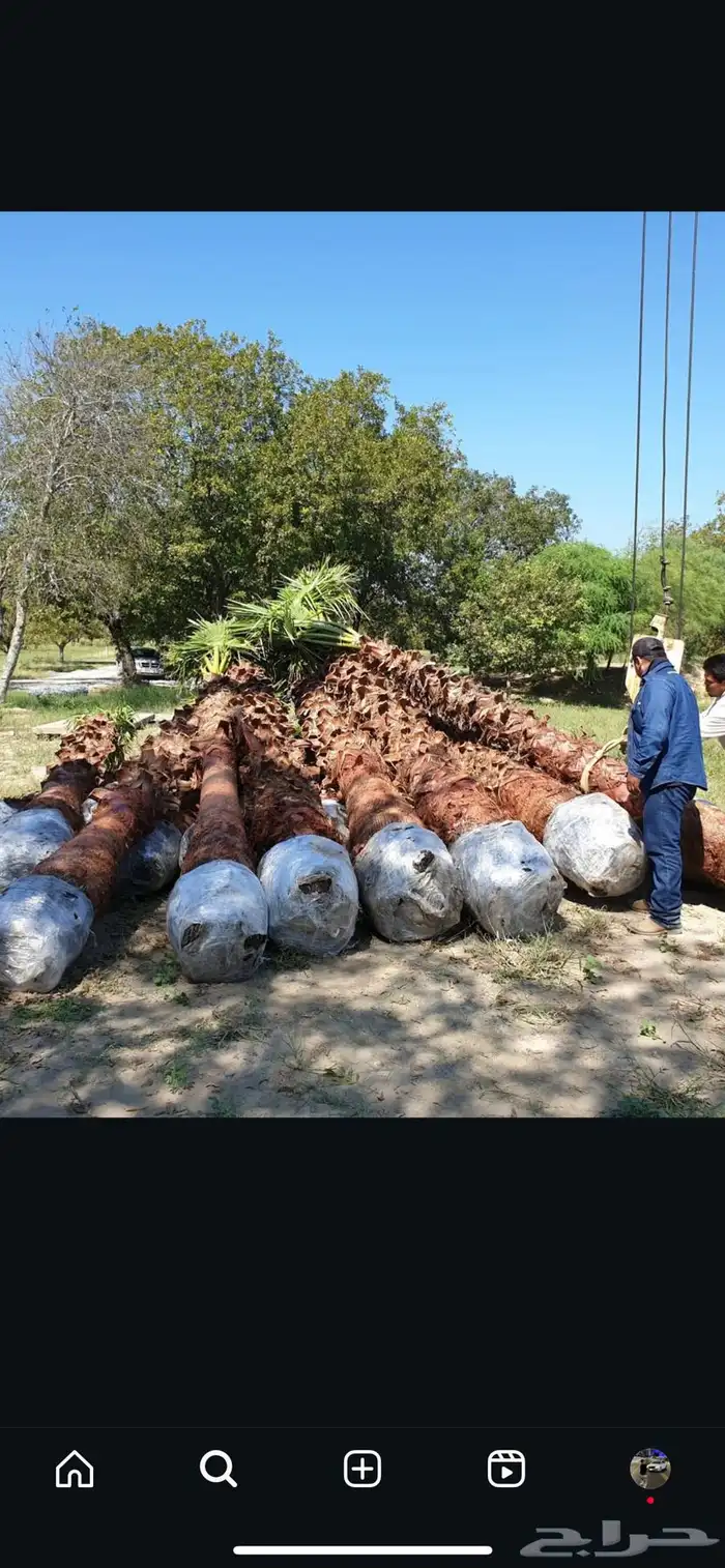 نخل واشنطني زينه نخيل 2