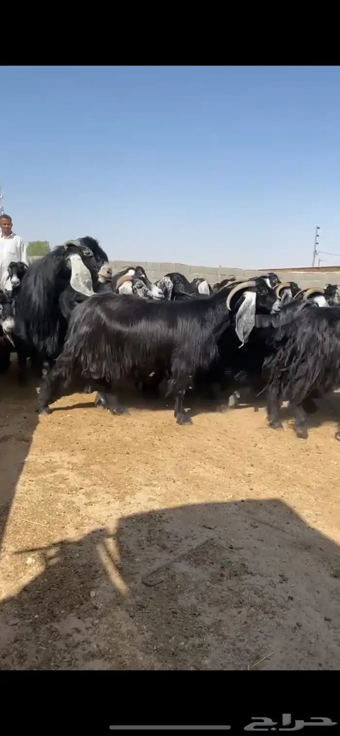 معزا عوارض 1