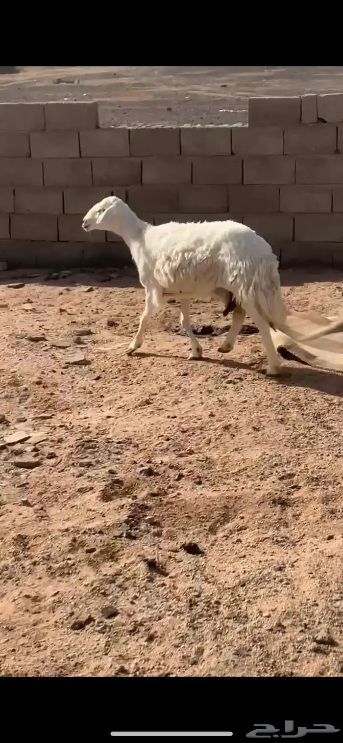 حريه 0