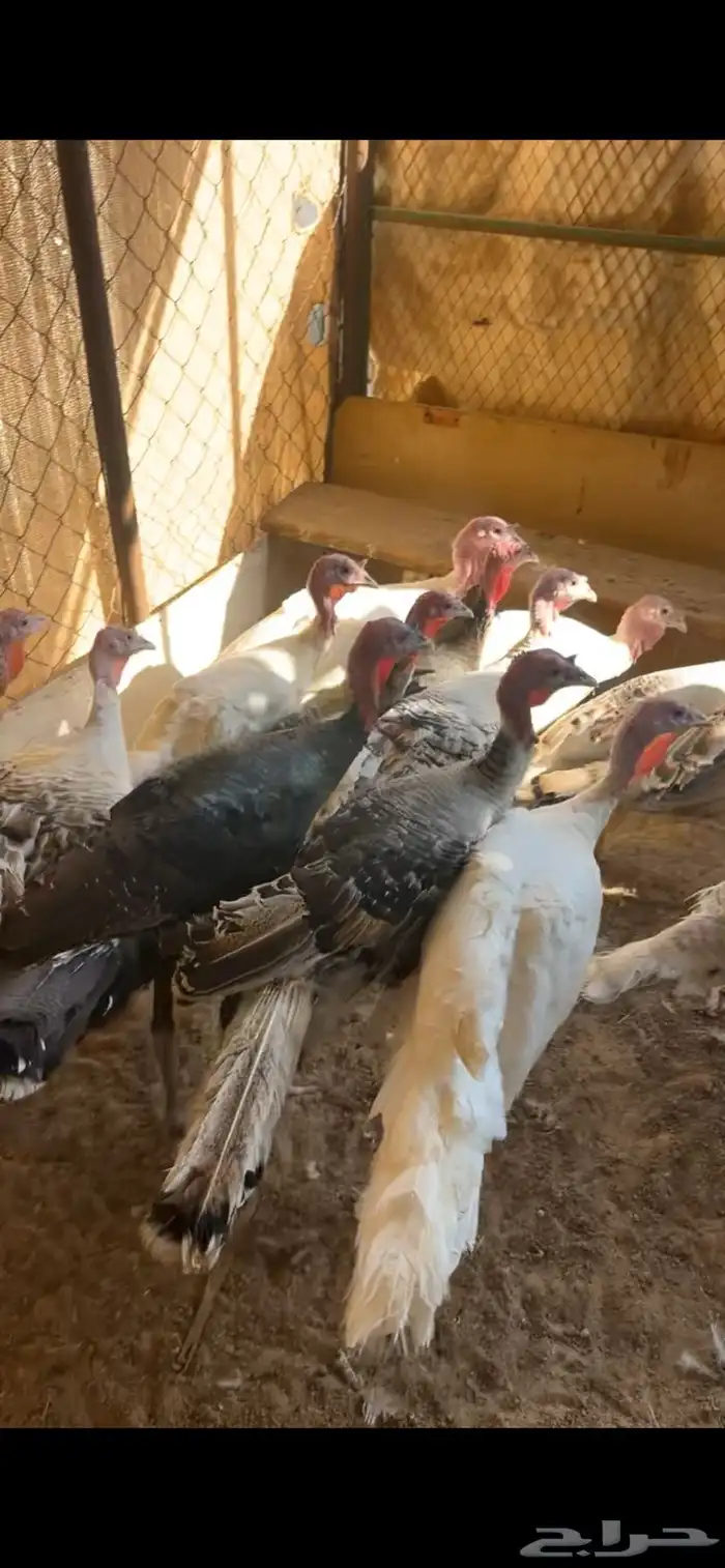 دجاج رومي 1