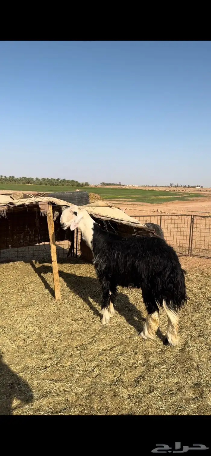 فحل نجدي صنف 0