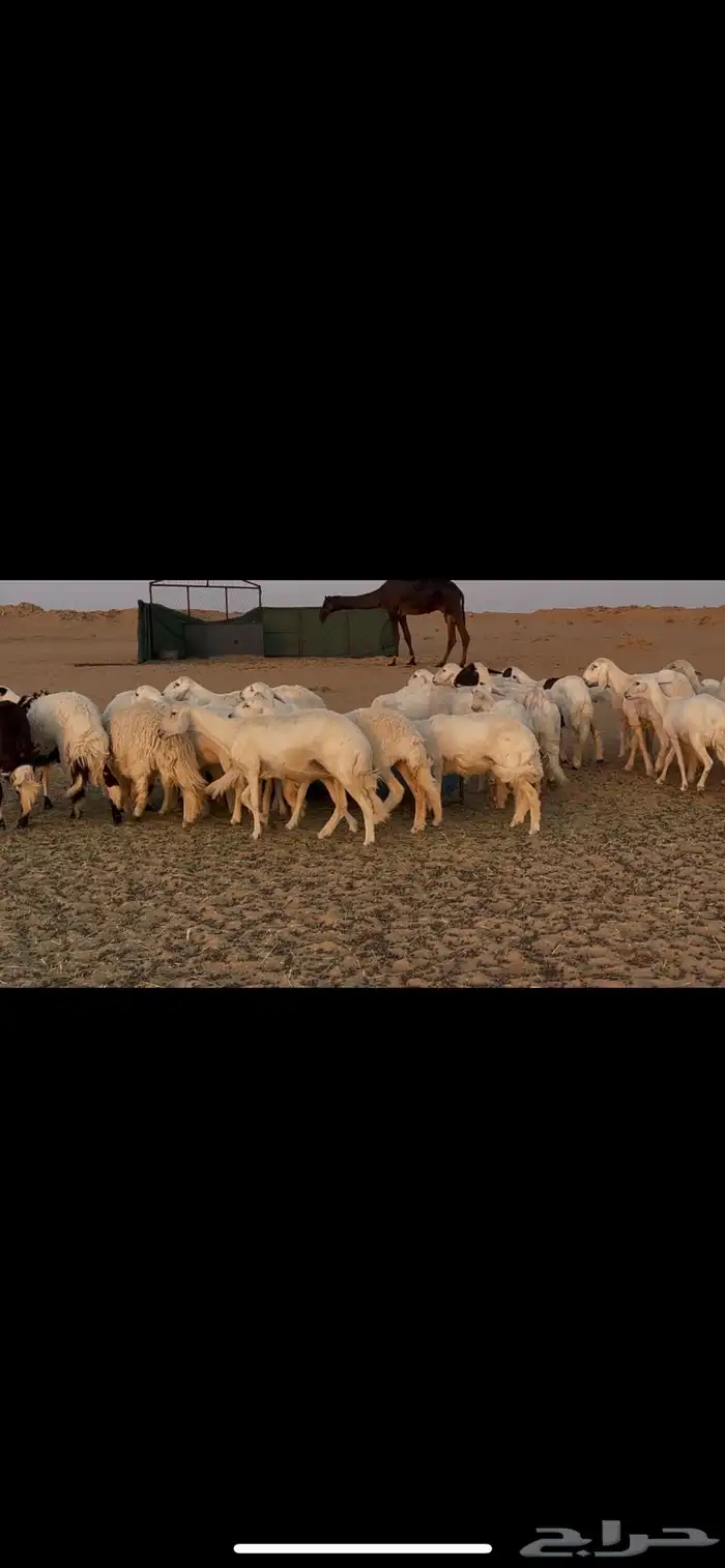 ضان اباكير رخال دفع 10