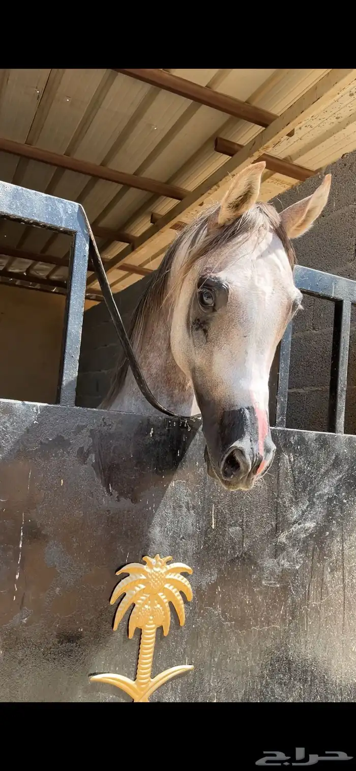 عندي حصان واهو. للبيع 6