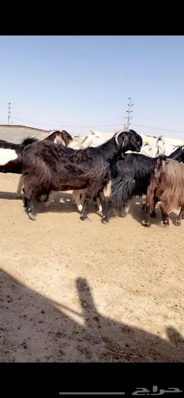 معزا مشاريك 1