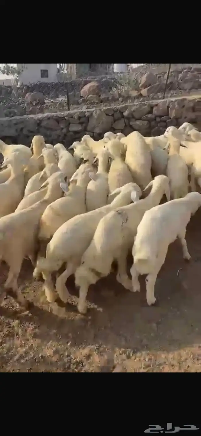 بهم 5