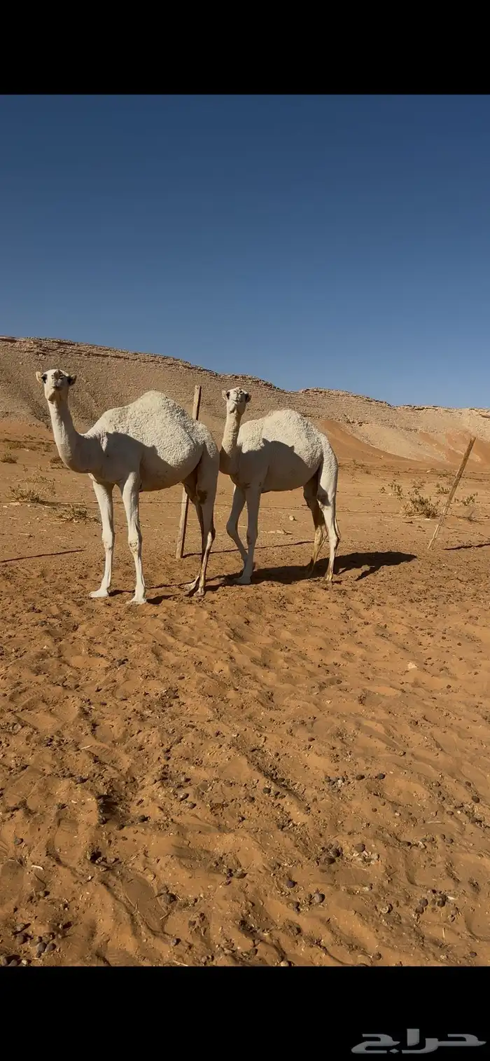 بكار 0