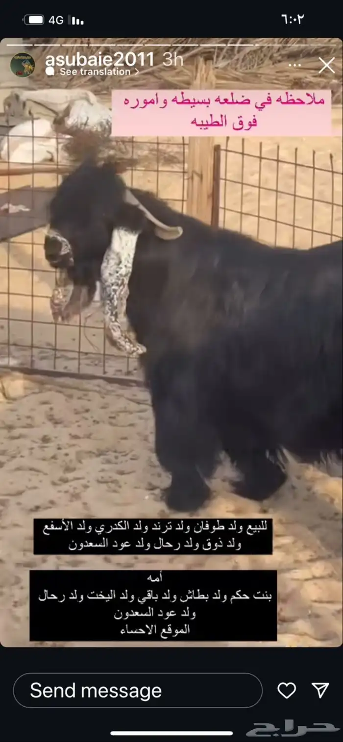 فحل عارضي بالاحساء الفديو آخر صوره اضغط عليها 5