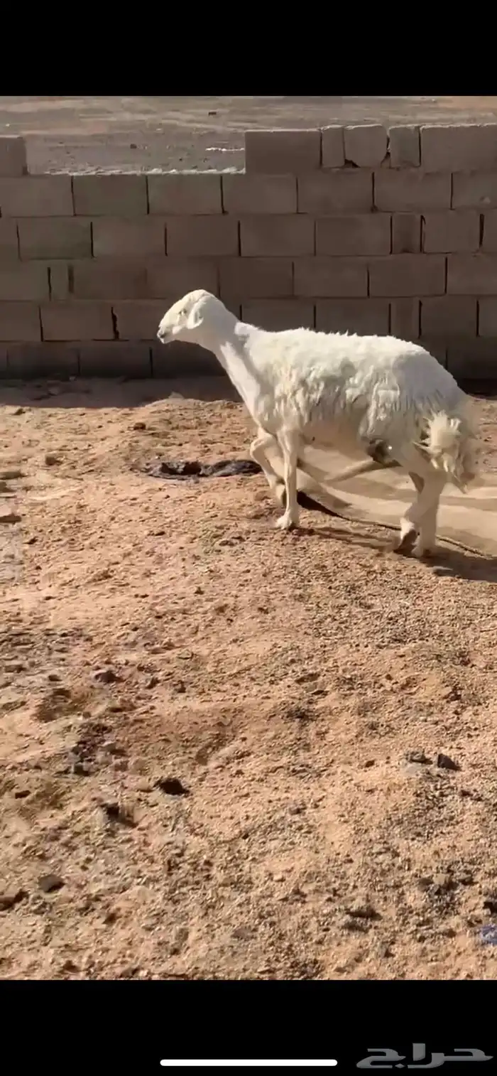 حريه 1