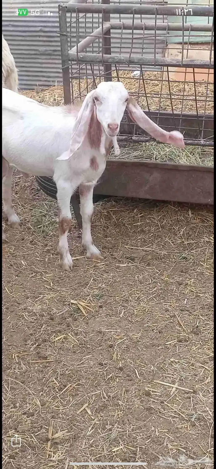 تيس للبيع العمر 5 شهور 2