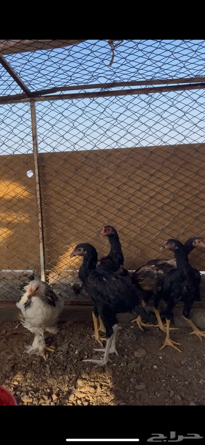 ديوك باكستاني 2