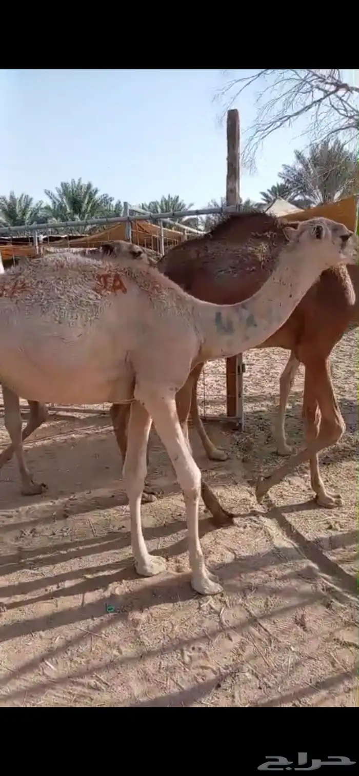 ي مرحب بااهل الزين قعدان جمله وتفريد 1