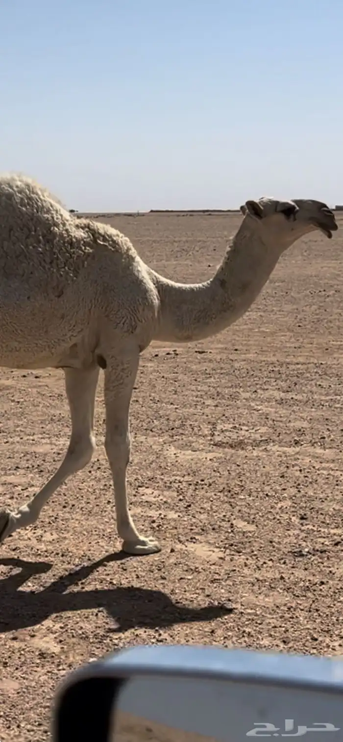 الموقع حفر الباطن طريق الشمال تقريبآ 17كم على اليسار 9