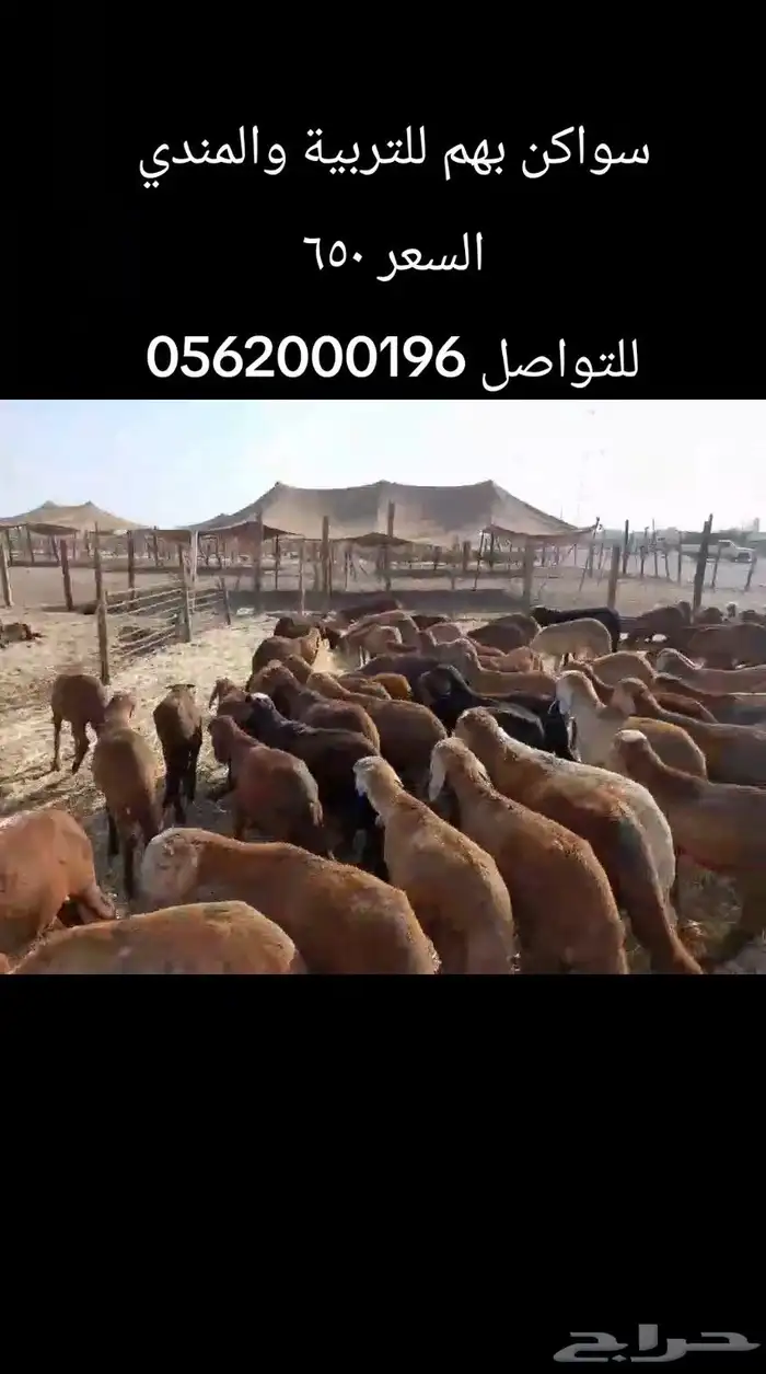 خرفان سواكن 0