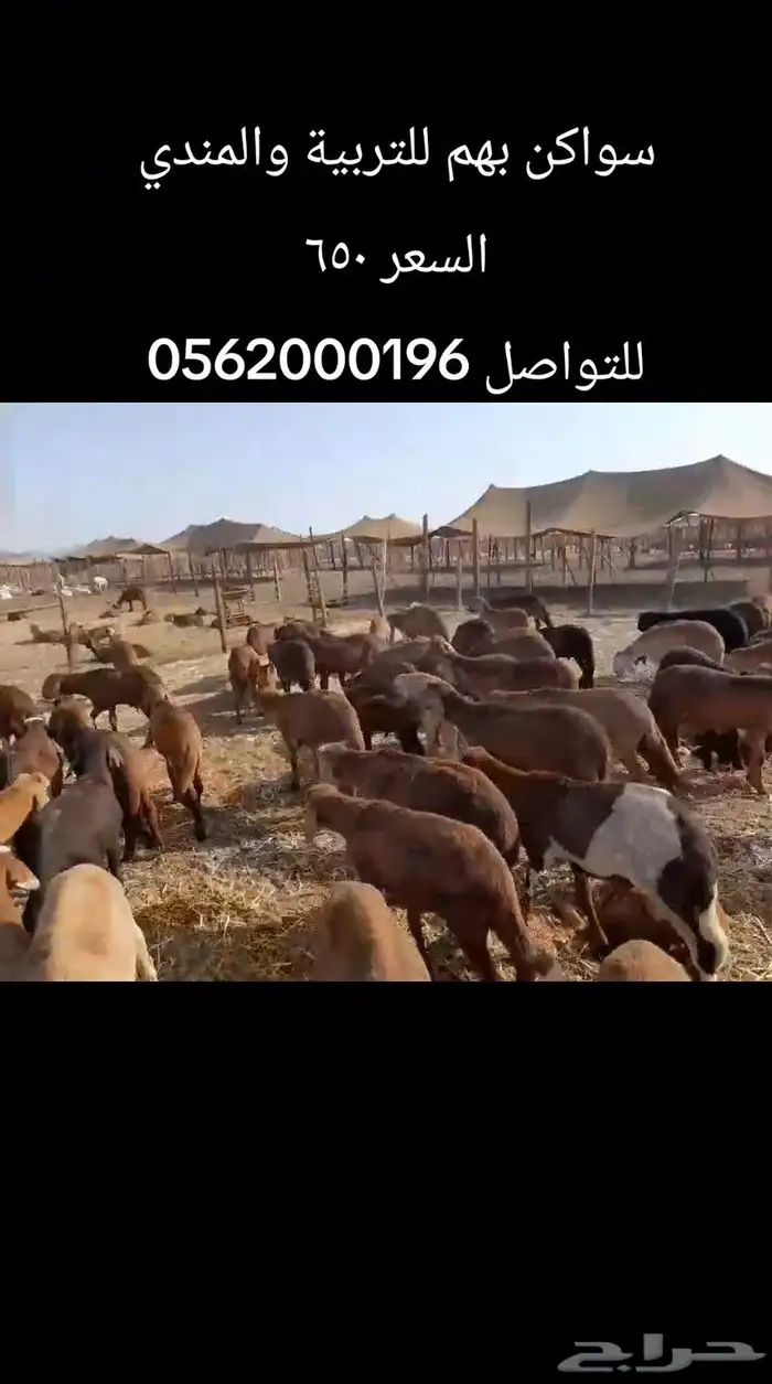 خرفان سواكن 1