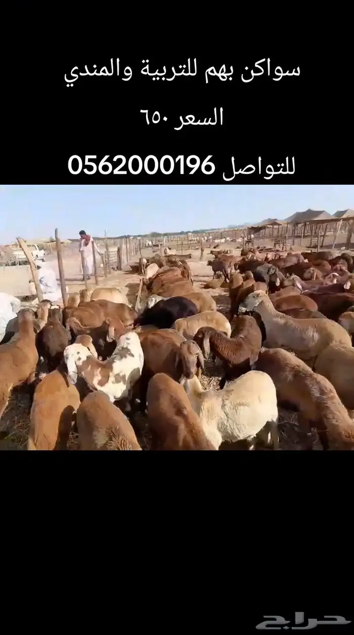 خرفان سواكن 3