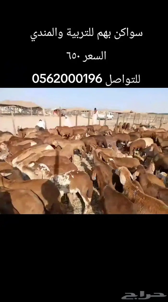 خرفان سواكن 4