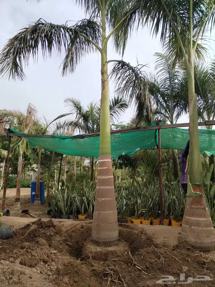 ابو ناصر لتوريد وتركيب جميع انواع انخل المثمر وزينه 6