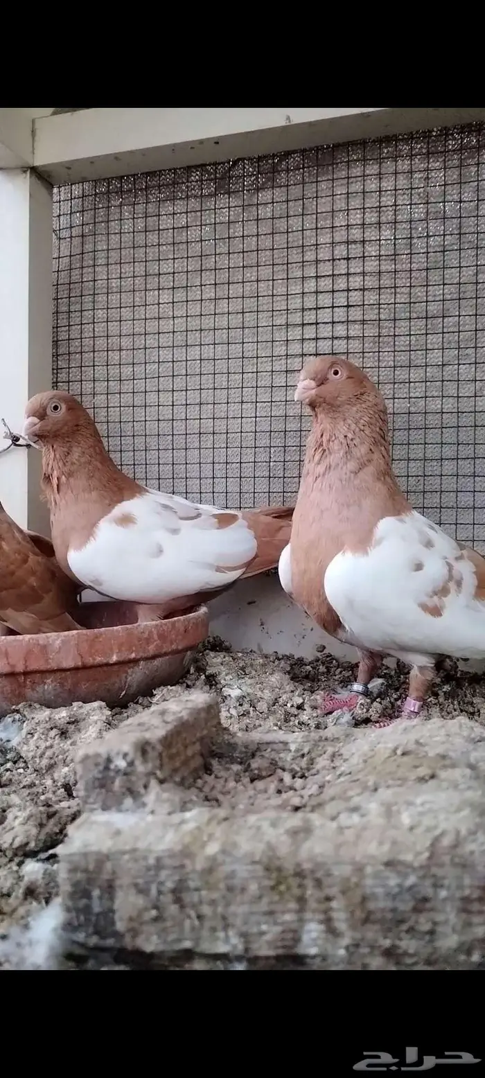 للبيع جوز سوري 0
