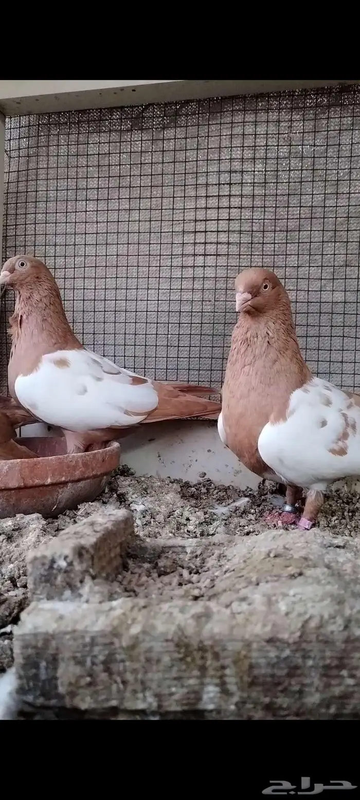 للبيع جوز سوري 4