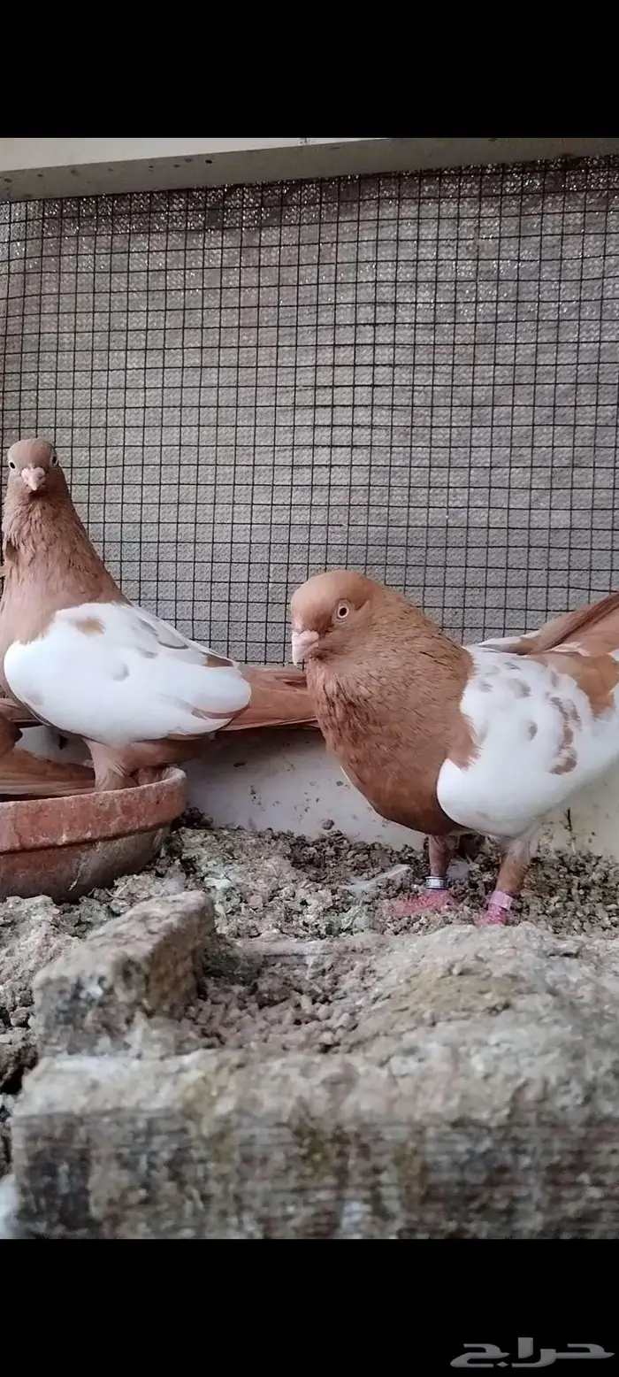 للبيع جوز سوري 1