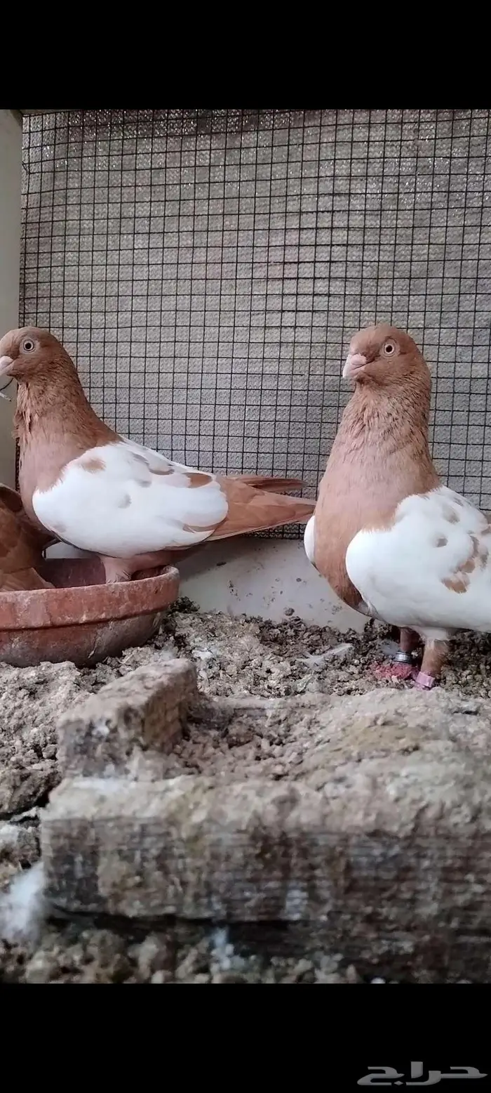للبيع جوز سوري 5