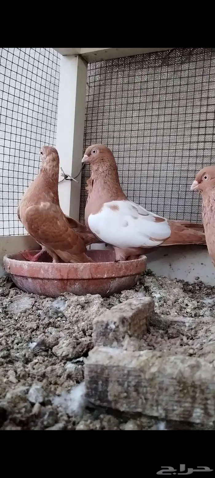 للبيع جوز سوري 2