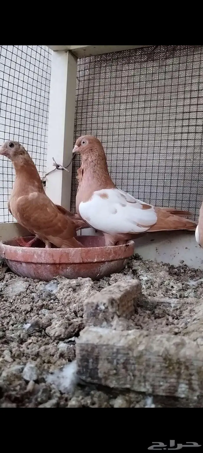 للبيع جوز سوري 3