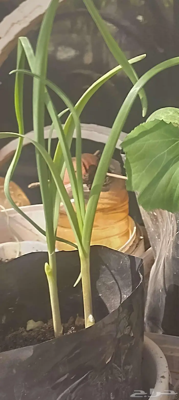 شتول خضار عضوية من سلالة عضوية 0