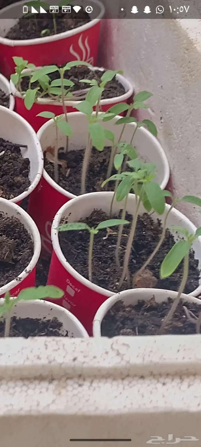 شتول خضار عضوية من سلالة عضوية 2