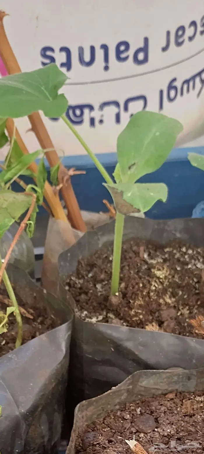 شتول خضار عضوية من سلالة عضوية 3