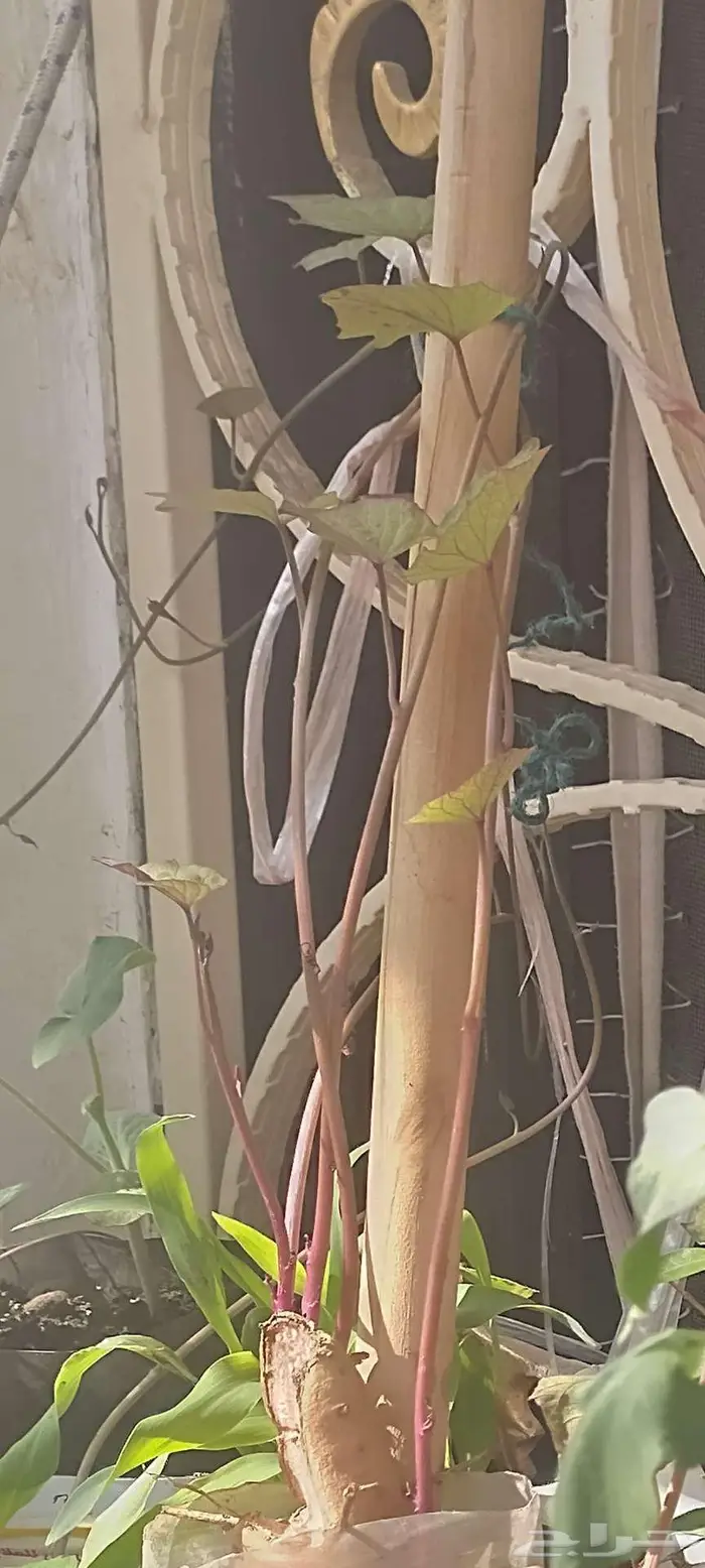 شتول خضار عضوية من سلالة عضوية 6