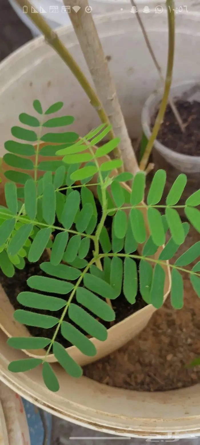 شتول خضار عضوية من سلالة عضوية 9