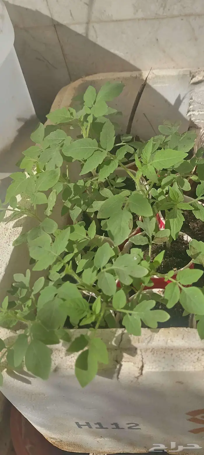 شتول خضار عضوية من سلالة عضوية 5