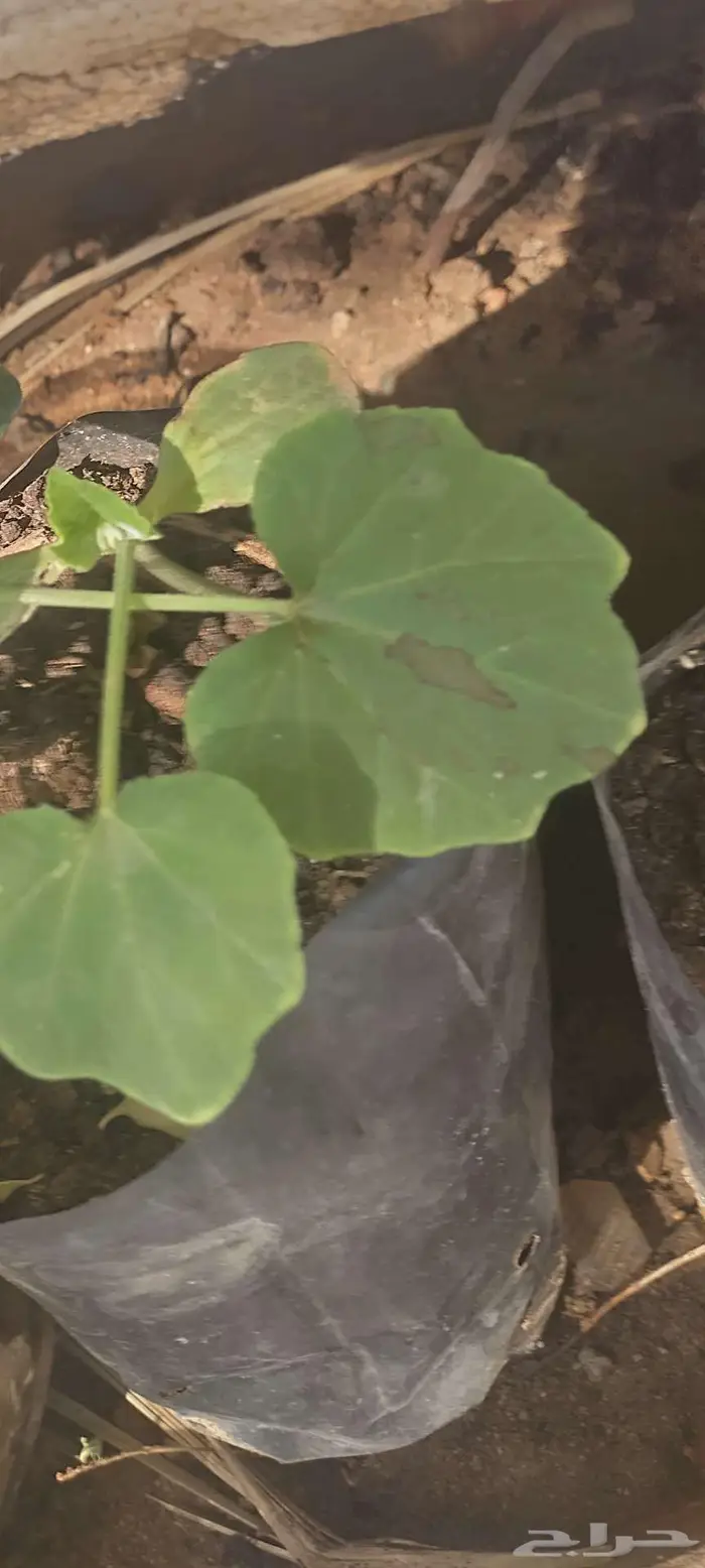 شتول خضار عضوية من سلالة عضوية 13