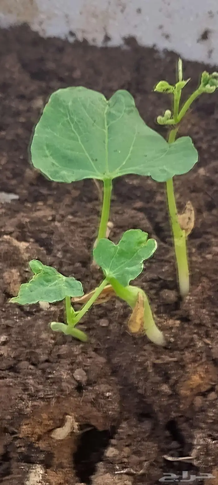 شتول خضار عضوية من سلالة عضوية 10