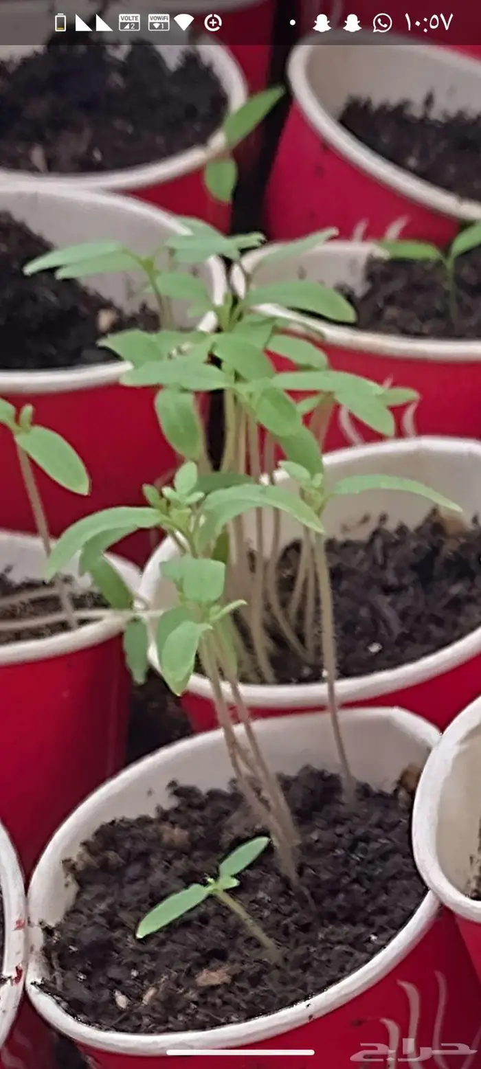 شتول خضار عضوية من سلالة عضوية 12