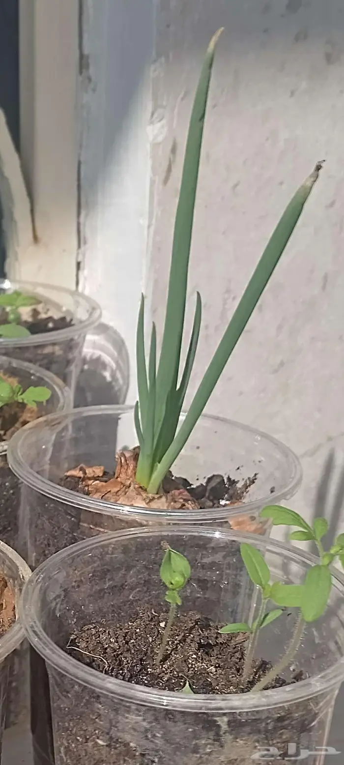 شتول خضار عضوية من سلالة عضوية 11